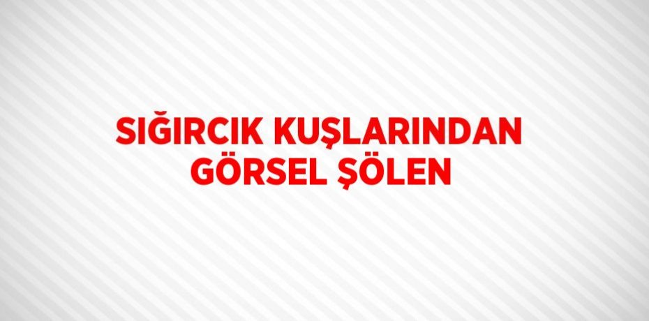 SIĞIRCIK KUŞLARINDAN GÖRSEL ŞÖLEN