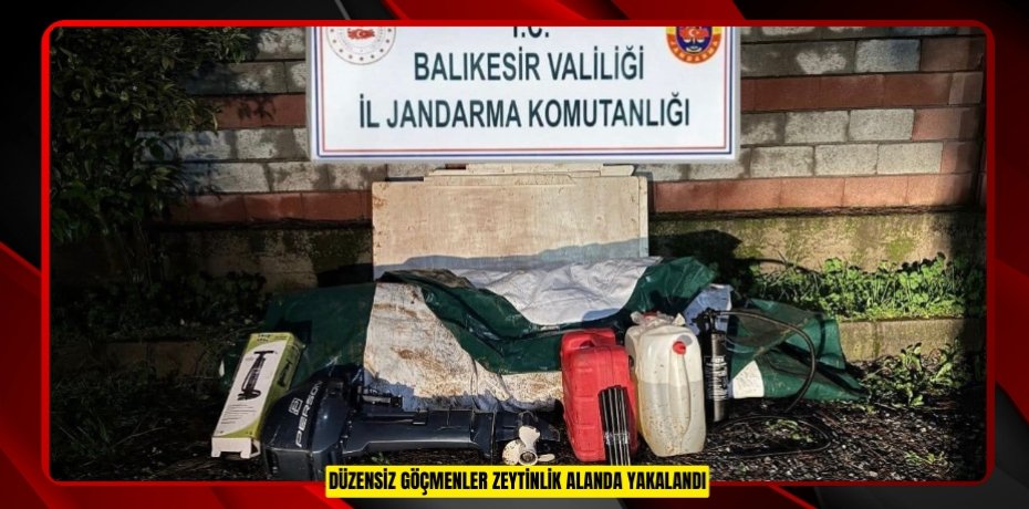 Düzensiz göçmenler zeytinlik alanda yakalandı  