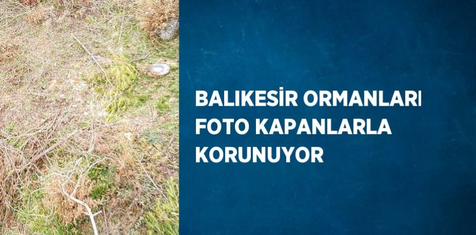 BALIKESİR ORMANLARI FOTO KAPANLARLA KORUNUYOR