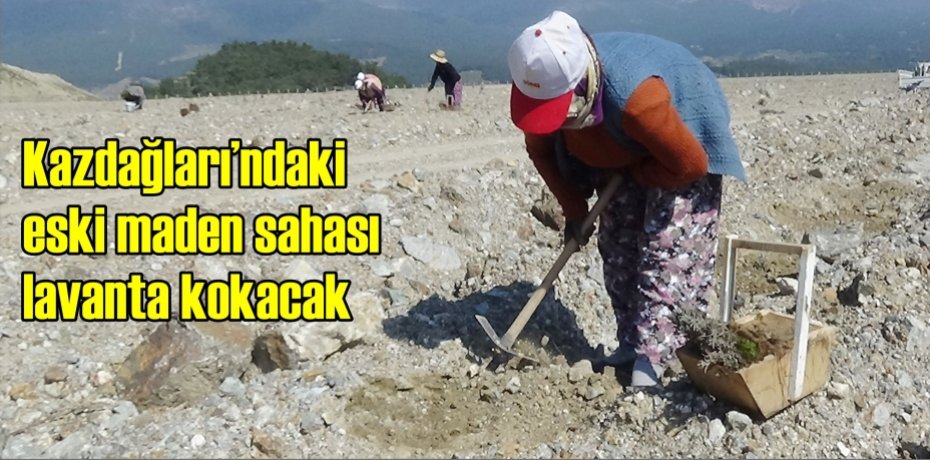 Kazdağları’ndaki eski maden sahası lavanta kokacak