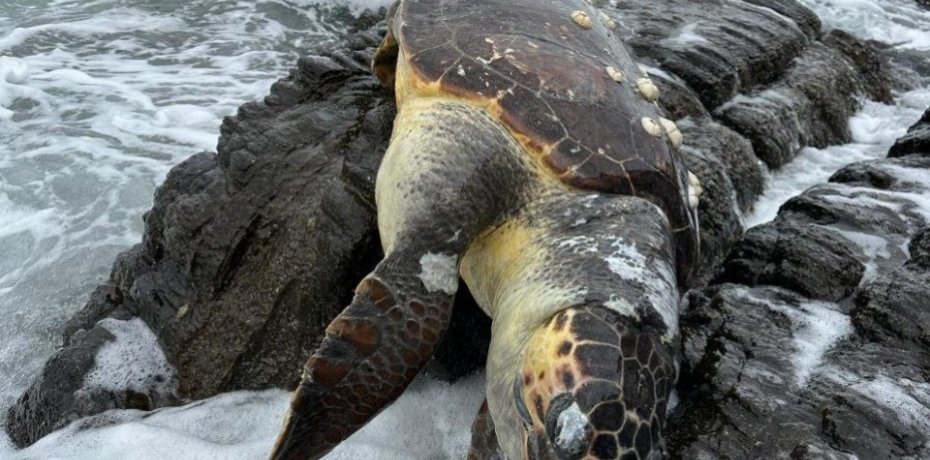 Erdek'te Caretta Caretta kıyıya vurdu