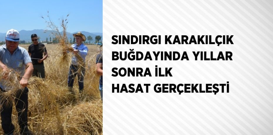 SINDIRGI KARAKILÇIK BUĞDAYINDA YILLAR SONRA İLK HASAT GERÇEKLEŞTİ