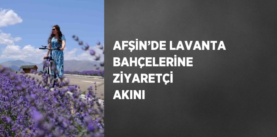 AFŞİN’DE LAVANTA BAHÇELERİNE ZİYARETÇİ AKINI