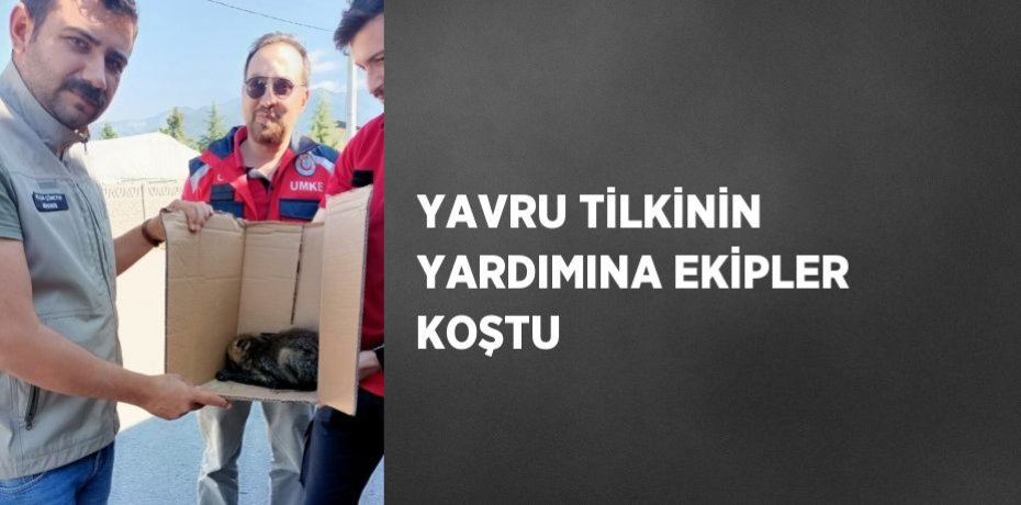 YAVRU TİLKİNİN YARDIMINA EKİPLER KOŞTU