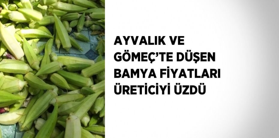 AYVALIK VE GÖMEÇ’TE DÜŞEN BAMYA FİYATLARI ÜRETİCİYİ ÜZDÜ