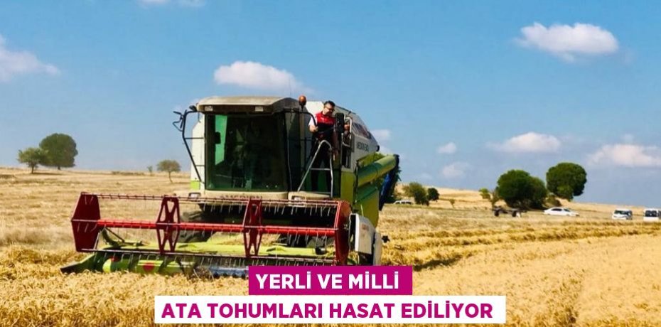 YERLİ VE MİLLİ ATA TOHUMLARI HASAT EDİLİYOR