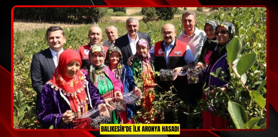Balıkesir'de ilk aronya hasadı