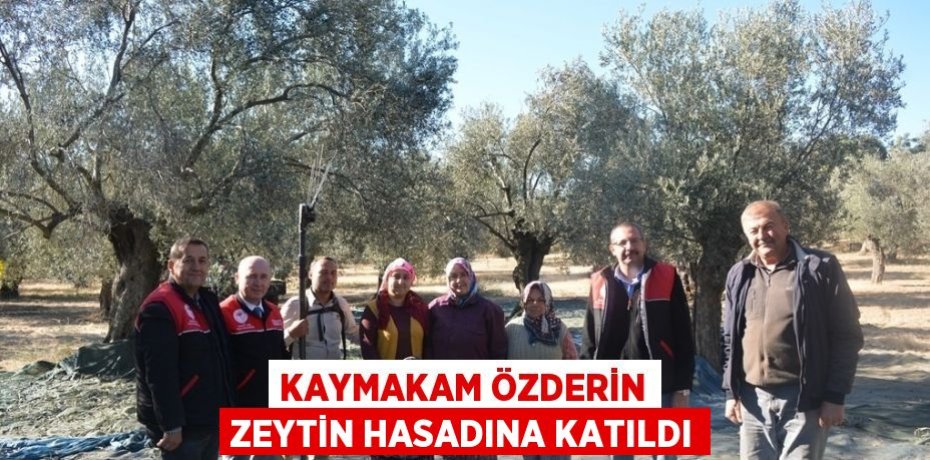 KAYMAKAM ÖZDERİN ZEYTİN HASADINA KATILDI
