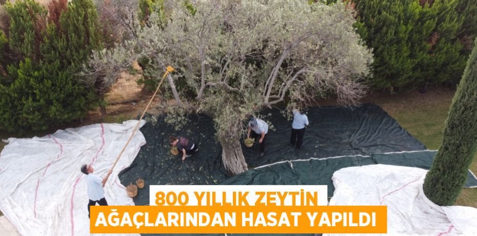 800 YILLIK ZEYTİN AĞAÇLARINDAN HASAT YAPILDI