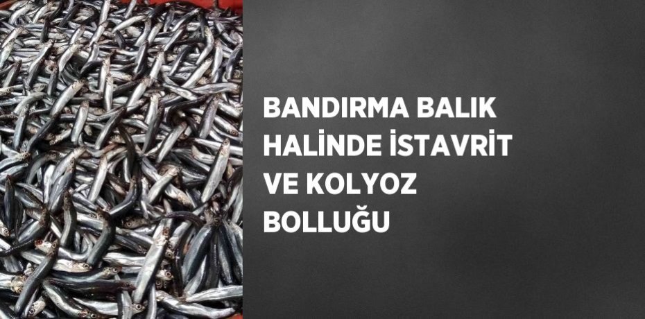 BANDIRMA BALIK HALİNDE İSTAVRİT VE KOLYOZ BOLLUĞU