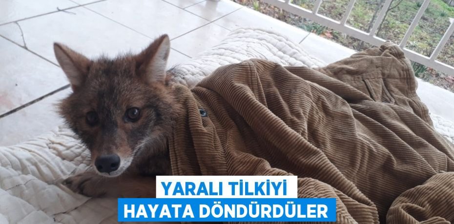 Yaralı tilkiyi hayata döndürdüler