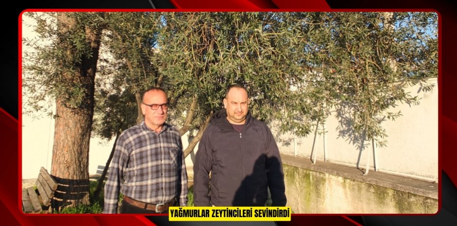 Yağmurlar zeytincileri sevindirdi