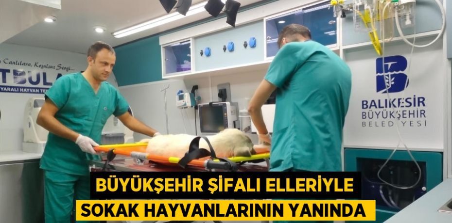 Büyükşehir şifalı elleriyle sokak hayvanlarının yanında