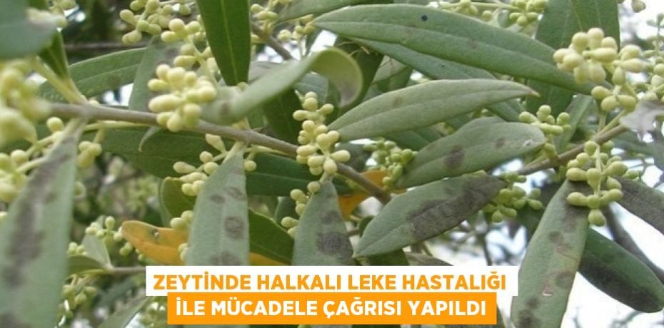 ZEYTİNDE HALKALI LEKE HASTALIĞI İLE MÜCADELE ÇAĞRISI YAPILDI