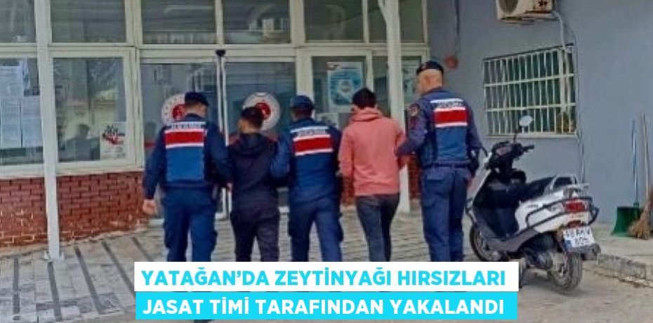 YATAĞAN’DA ZEYTİNYAĞI HIRSIZLARI JASAT TİMİ TARAFINDAN YAKALANDI