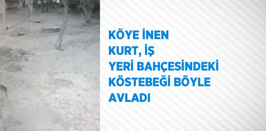 KÖYE İNEN KURT, İŞ YERİ BAHÇESİNDEKİ KÖSTEBEĞİ BÖYLE AVLADI