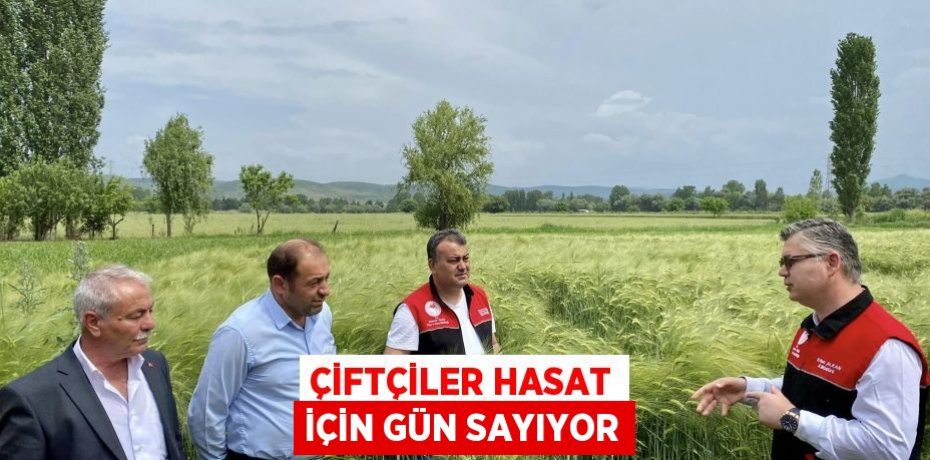 Çiftçiler hasat için gün sayıyor