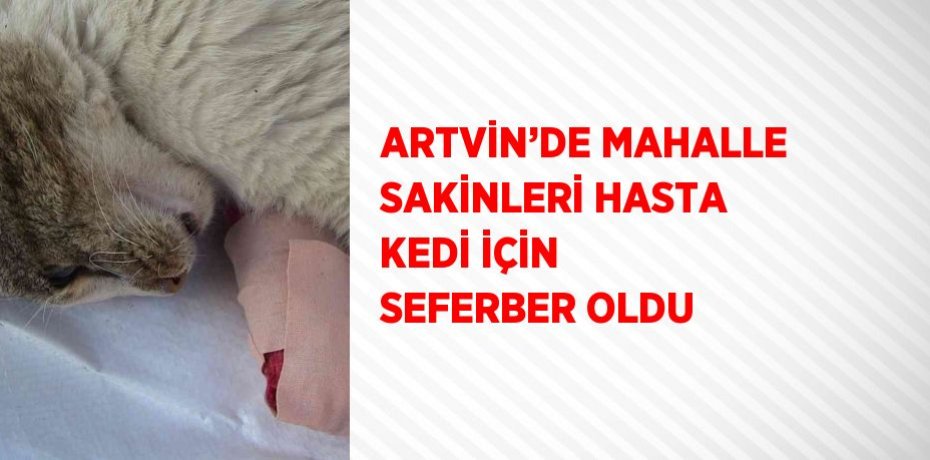 ARTVİN’DE MAHALLE SAKİNLERİ HASTA KEDİ İÇİN SEFERBER OLDU