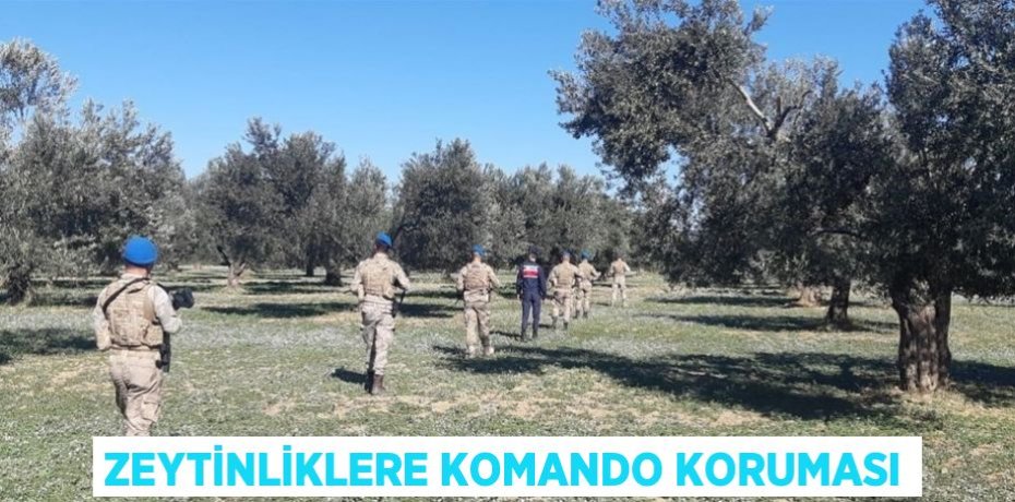 ZEYTİNLİKLERE KOMANDO KORUMASI