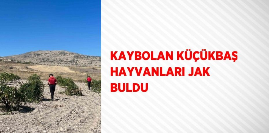 KAYBOLAN KÜÇÜKBAŞ HAYVANLARI JAK BULDU