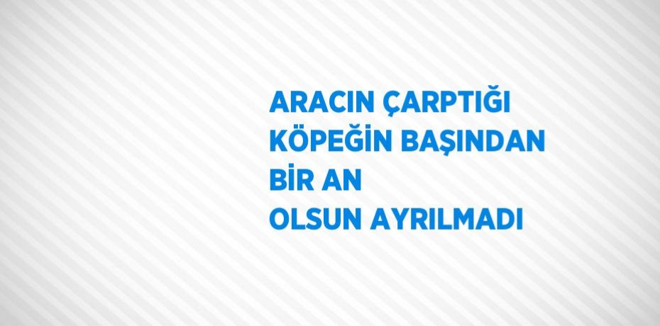 ARACIN ÇARPTIĞI KÖPEĞİN BAŞINDAN BİR AN OLSUN AYRILMADI