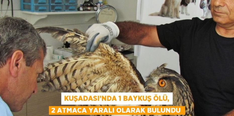 KUŞADASI’NDA 1 BAYKUŞ ÖLÜ, 2 ATMACA YARALI OLARAK BULUNDU
