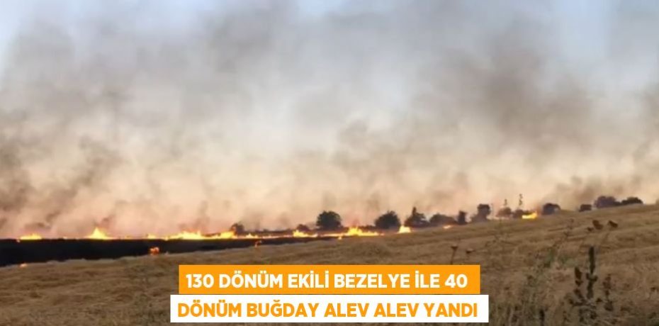 130 DÖNÜM EKİLİ BEZELYE İLE 40 DÖNÜM BUĞDAY ALEV ALEV YANDI