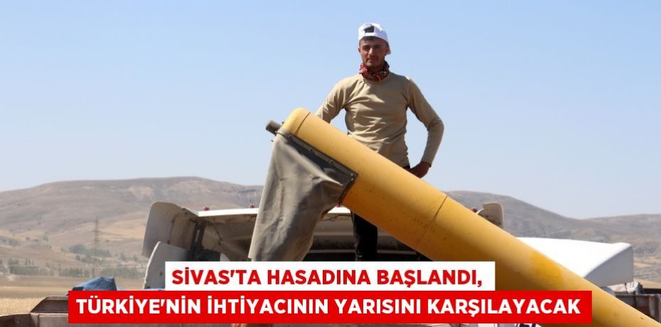 Sivas’ta hasadına başlandı, Türkiye’nin ihtiyacının yarısını karşılayacak