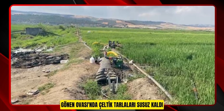 Gönen Ovası'nda çeltik tarlaları susuz kaldı