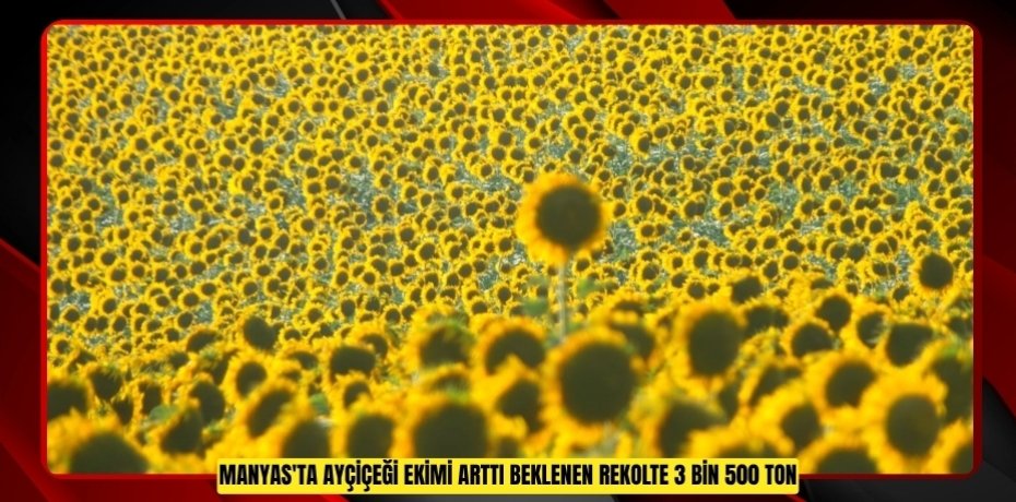 Manyas'ta ayçiçeği ekimi arttı: Beklenen rekolte 3 bin 500 ton  