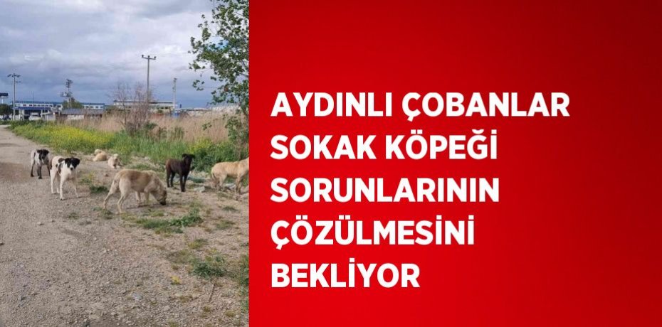 AYDINLI ÇOBANLAR SOKAK KÖPEĞİ SORUNLARININ ÇÖZÜLMESİNİ BEKLİYOR