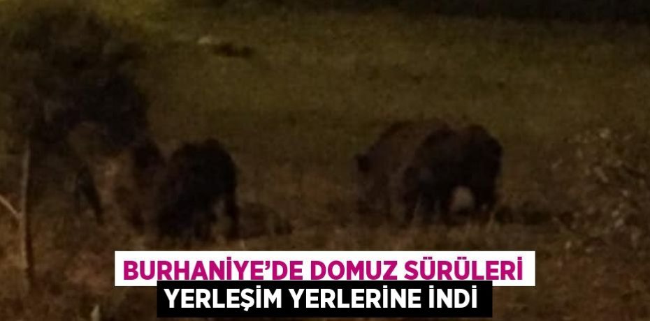BURHANİYE’DE DOMUZ SÜRÜLERİ YERLEŞİM YERLERİNE İNDİ