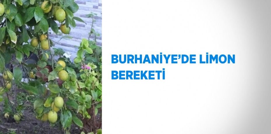 BURHANİYE’DE LİMON BEREKETİ