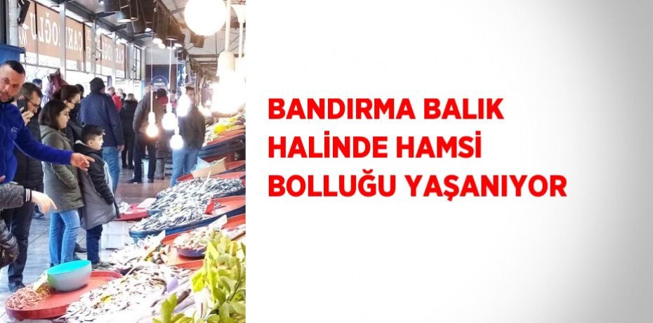 BANDIRMA BALIK HALİNDE HAMSİ BOLLUĞU YAŞANIYOR