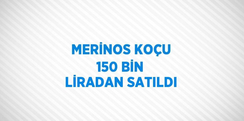 MERİNOS KOÇU 150 BİN LİRADAN SATILDI