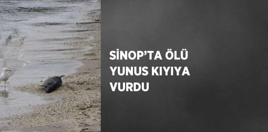 SİNOP’TA ÖLÜ YUNUS KIYIYA VURDU