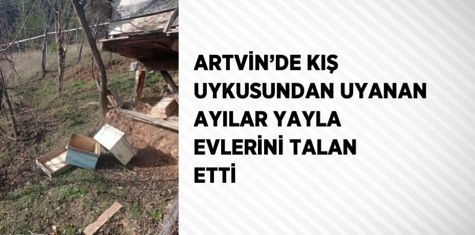 ARTVİN’DE KIŞ UYKUSUNDAN UYANAN AYILAR YAYLA EVLERİNİ TALAN ETTİ