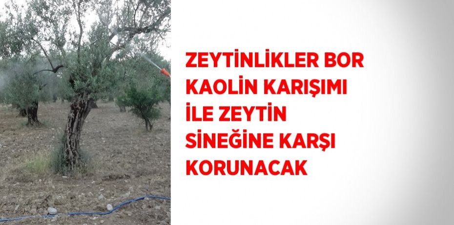 ZEYTİNLİKLER BOR KAOLİN KARIŞIMI İLE ZEYTİN SİNEĞİNE KARŞI KORUNACAK