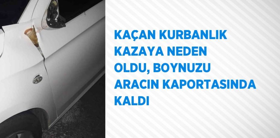 KAÇAN KURBANLIK KAZAYA NEDEN OLDU, BOYNUZU ARACIN KAPORTASINDA KALDI