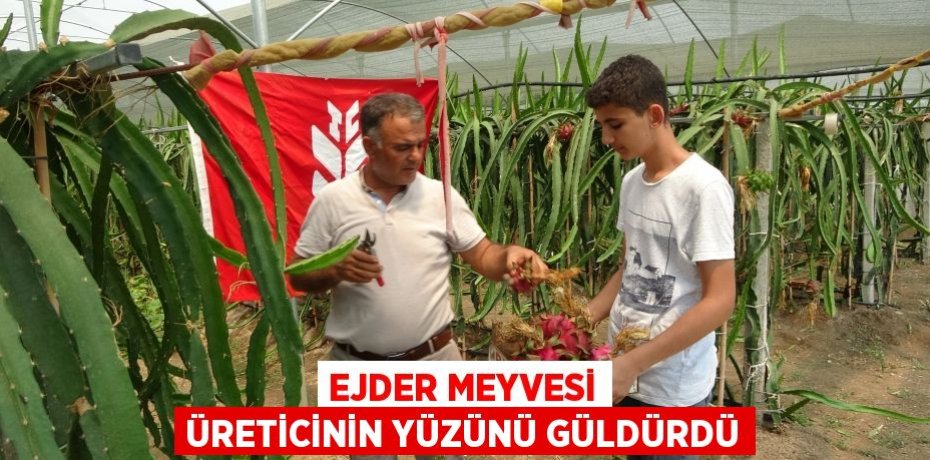 Ejder meyvesi üreticinin yüzünü güldürdü