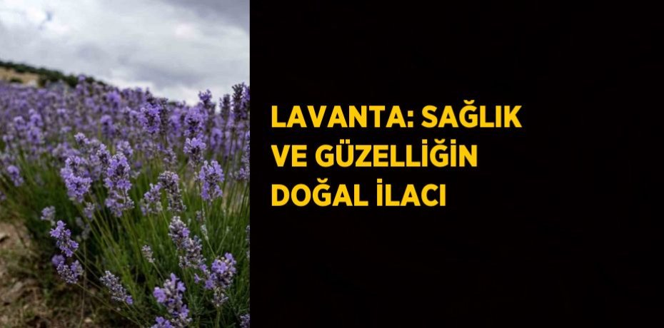 LAVANTA: SAĞLIK VE GÜZELLİĞİN DOĞAL İLACI
