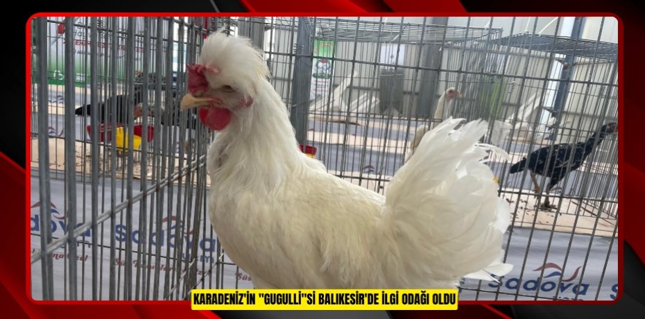 Karadeniz'in &quot;Gugulli&quot;si Balıkesir'de ilgi odağı oldu