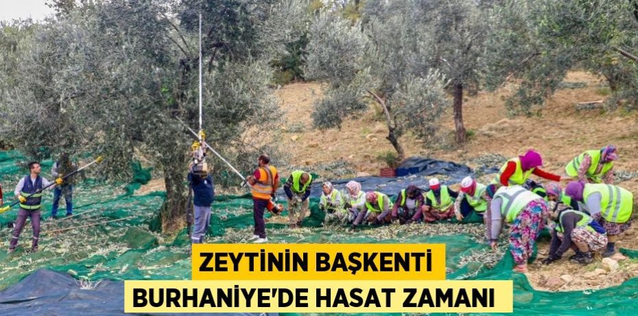 Zeytinin başkenti Burhaniye’de hasat zamanı 