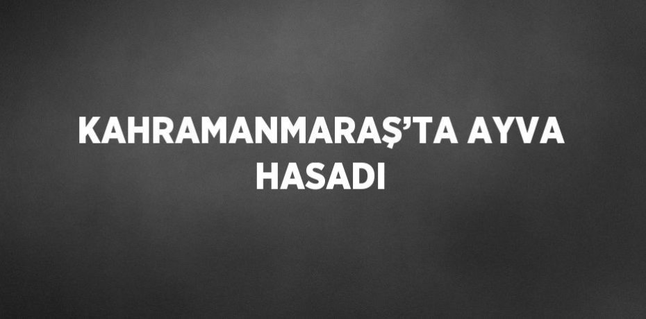 KAHRAMANMARAŞ’TA AYVA HASADI
