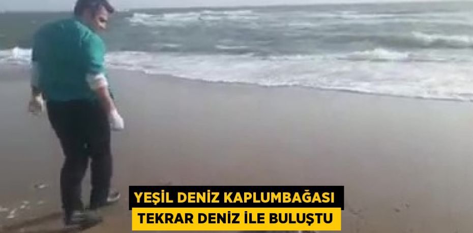 YEŞİL DENİZ KAPLUMBAĞASI TEKRAR DENİZ İLE BULUŞTU