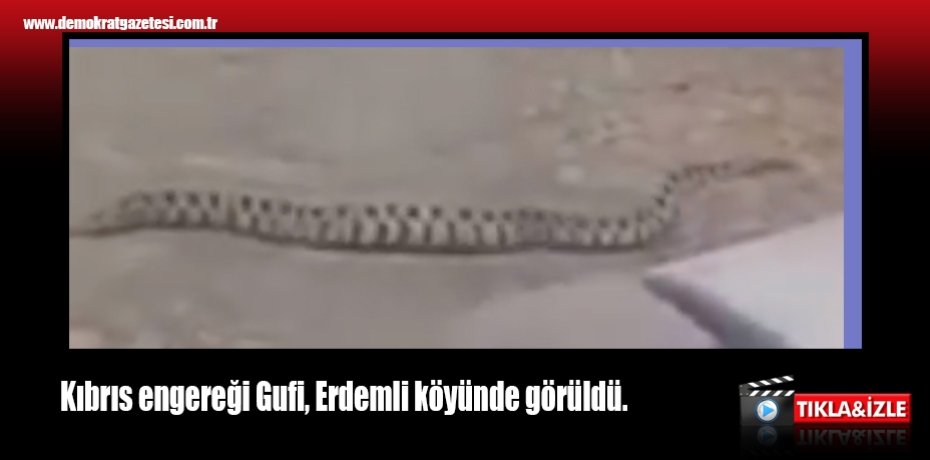 Kıbrıs engereği Gufi, Erdemli köyünde görüldü