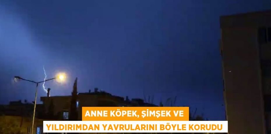 ANNE KÖPEK, ŞİMŞEK VE YILDIRIMDAN YAVRULARINI BÖYLE KORUDU