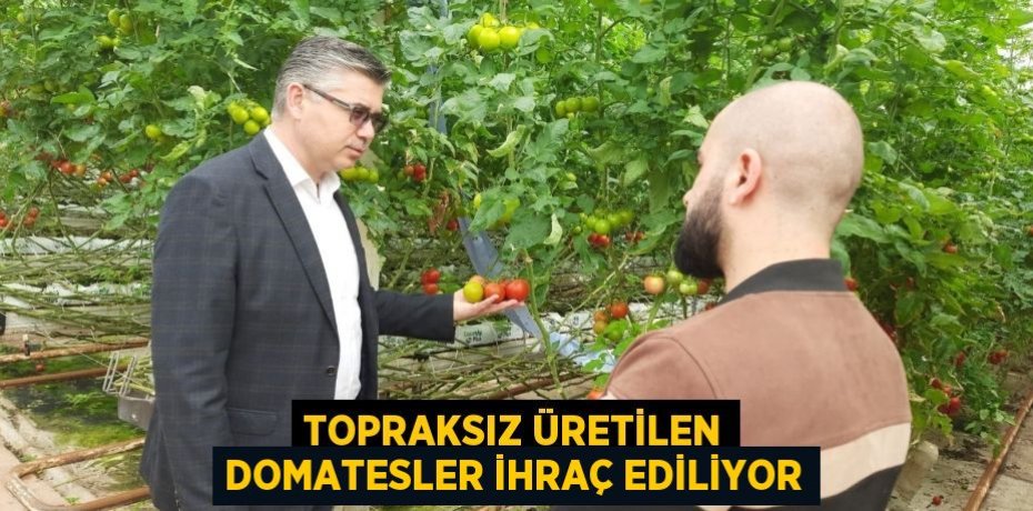 Topraksız üretilen domatesler ihraç ediliyor