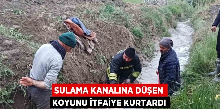 SULAMA KANALINA DÜŞEN KOYUNU İTFAİYE KURTARDI