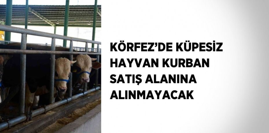 KÖRFEZ’DE KÜPESİZ HAYVAN KURBAN SATIŞ ALANINA ALINMAYACAK